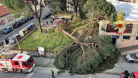 Enorme pino cade su due auto e una struttura in citt&agrave;: paura ma nessuna persona coinvolta