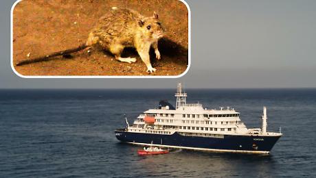 Cosa sappiamo degli hantavirus. Cosa fare e cosa non fare. I veri rischi della febbre del topo. Il virus killer Andes.&nbsp;Gli esperti: "Non sar&agrave; come il Covid".&nbsp;