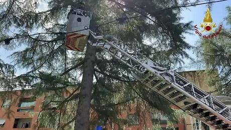 Vento forte, albero cade al parco: paura, danni a una struttura ma nessuna persona coinvolta