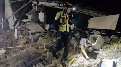 Gruppi cinofili dei vigili del fuoco in azione tra le macere