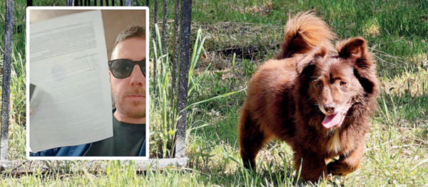 Il mio cane Choco ucciso così. Ora voglio verità e giustizia". Il racconto di Leonardo Magi, la denuncia, la ricerca del testimone - Corriere di Arezzo