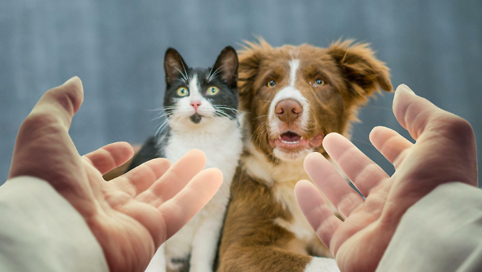 Gli animali domestici membri delle famiglie, amore sempre pi&ugrave; intenso soprattutto per cani e gatti. Sant&rsquo;Antonio e il cuore di un legame antico