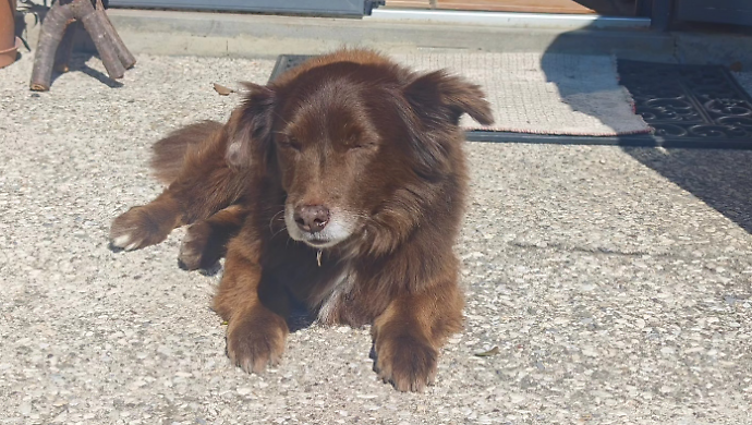 La Lndc Animal Protection: "Ci sa qualcosa sulla morte di Choco&nbsp;adesso parli. Pronti a costituirci parte civile"