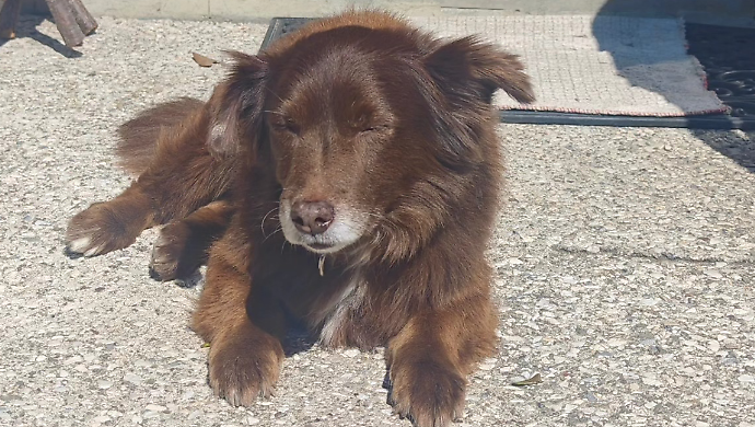 Cane Choco investito dall'automobilista e ucciso, caso archiviato: non c'&egrave; reato, manca il dolo