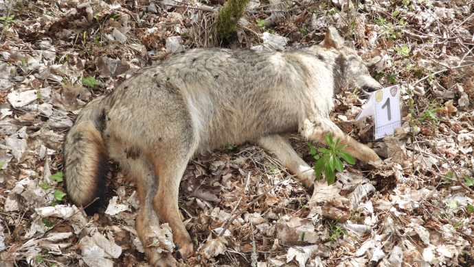 La strage dei lupi: dieci esemplari uccisi con il veleno. Il direttore del Parco: "Atto vile".&nbsp;Il procuratore: "Operiamo come se le vittime fossero persone"