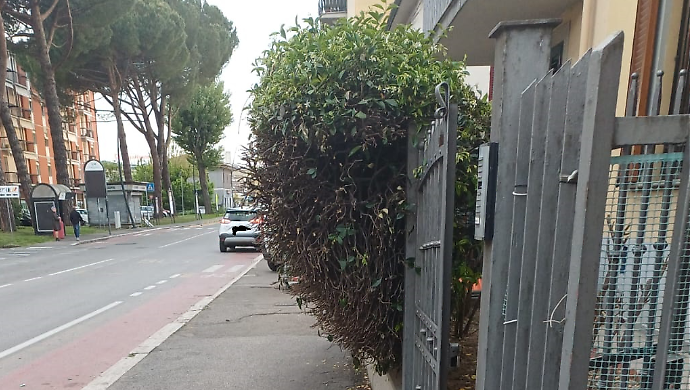 Il gelsomino invasore