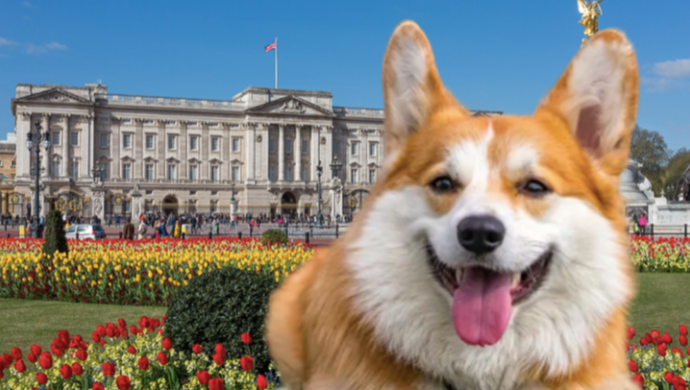 Truffa con i cani reali