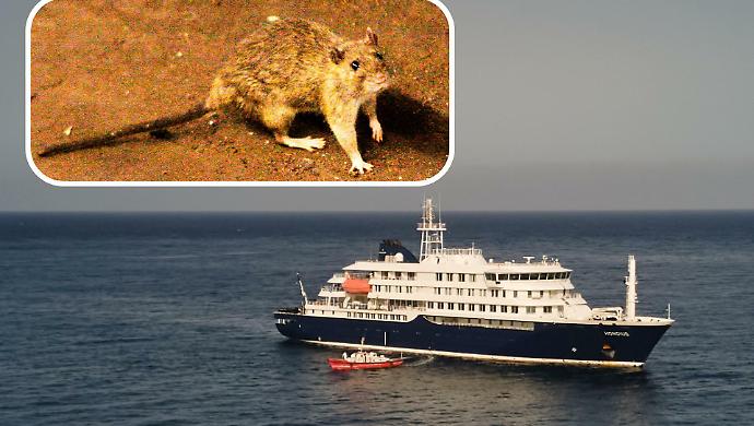 Cosa sappiamo degli hantavirus. Cosa fare e cosa non fare. I veri rischi della febbre del topo. Il virus killer Andes.&nbsp;Gli esperti: "Non sar&agrave; come il Covid".&nbsp;