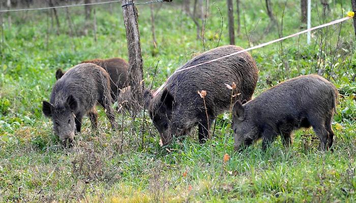 Caccia al cinghiale: si potrà sparare fino a mezzanotte