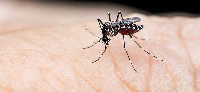 Caso di dengue