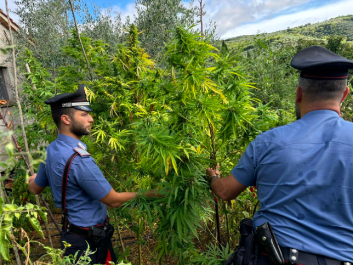 Castiglion Fiorentino, coltiva cannabis con impianto di irrigazione a goccia: arrestato