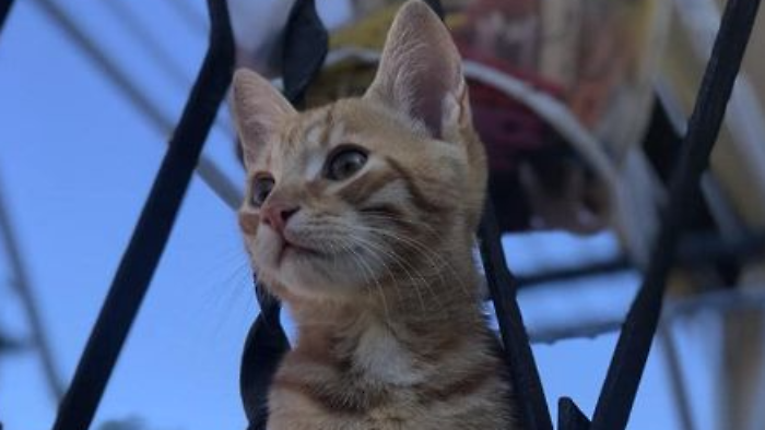 Gatto fugge durante la visita dal veterinario, torna a casa dopo oltre 50 giorni: storia a lieto fine a Piandiscò, in provincia di Arezzo