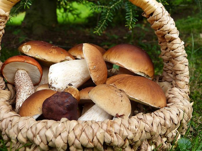 Boom di funghi
