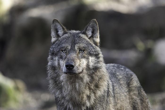 Arezzo, ancora segnalazioni di lupi vicino alle case. Adesso la zona è quella di Tregozzano