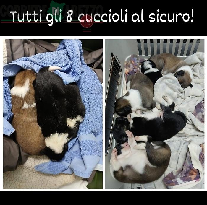 Otto cuccioli e la mamma salvati, erano finiti dentro la tana di un tasso