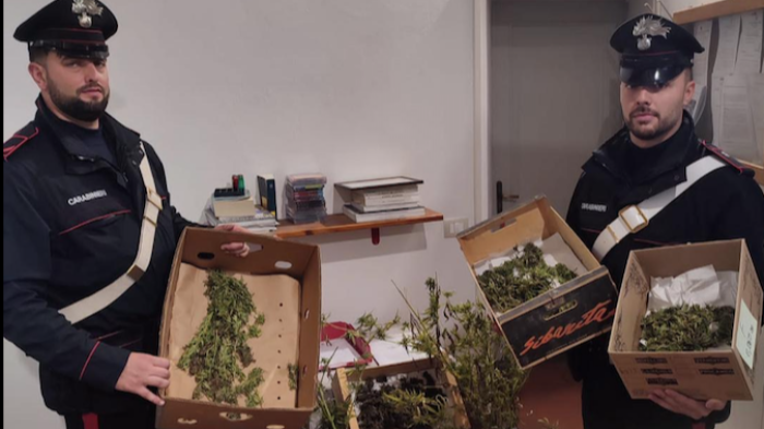 Cortona, piantagione di cannabis con impianto a goccia e marijuana in casa: arrestato libero professionista