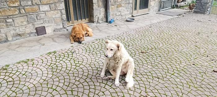 Badia Tedalda, il sindaco Santucci premia i due cani eroi. "Maxi fornitura di crocchette"