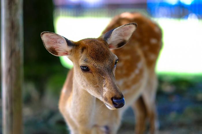 Arezzo, incidente stradale: moto investe daino. Due giovani restano feriti, morto l'animale