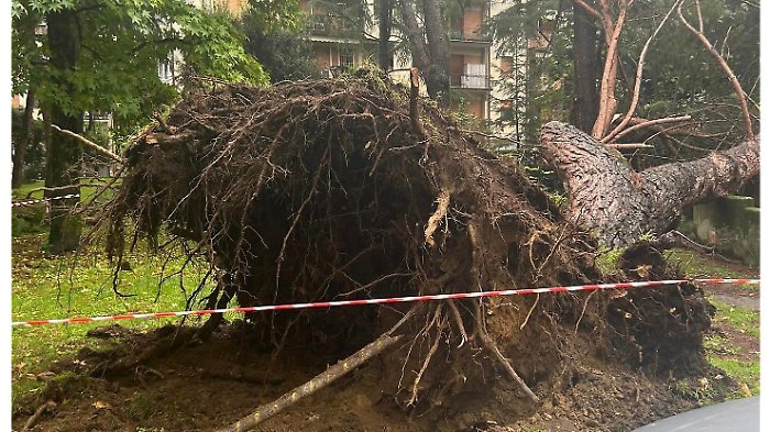 Arezzo, cade improvvisamente un pino in via Ghirlandaio. Sfiorate le auto in sosta