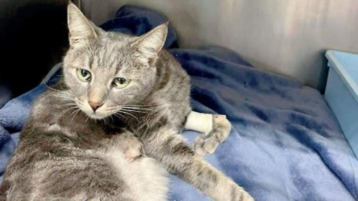 gatto oscar