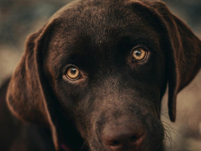 cane