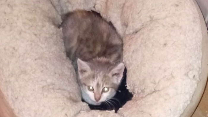 Il gatto salvato