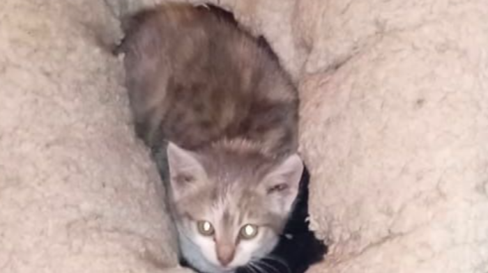 Il gatto nel motore