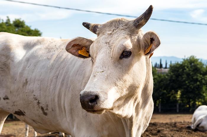 Chianina