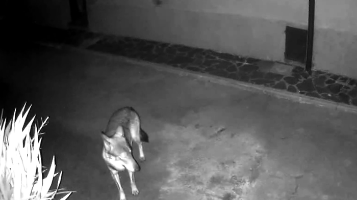 "I gatti prede dei lupi alla periferia della città". Nuovo allarme del comitato, incursioni vicino alle case