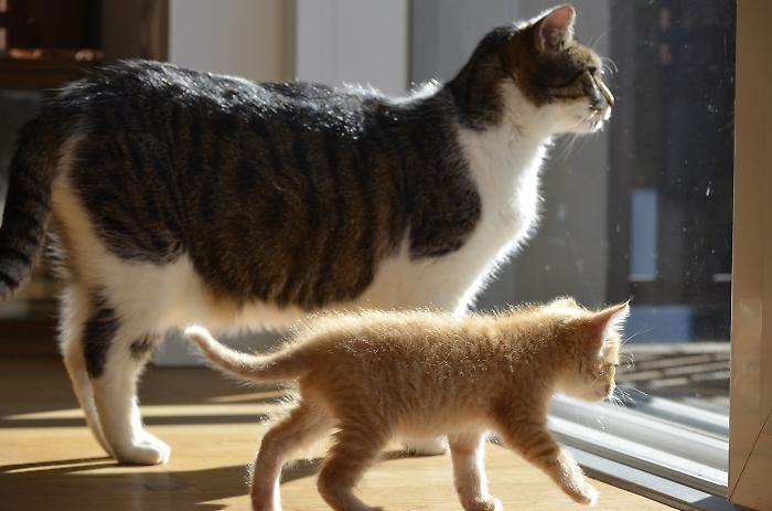 Arezzo, benedizione degli animali reciproca. Dagli umani agli amici a quattro zampe e viceversa