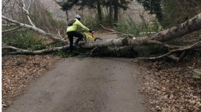 L'albero in mezzo alla strada