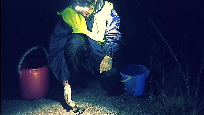 Operazione Bufo Bufo
