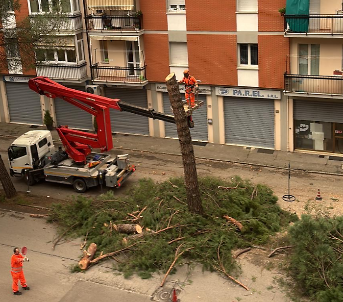 Arezzo, fa discutere il taglio degli alberi in via IV Novembre. L'assessore Casi. "Motivi di sicurezza"