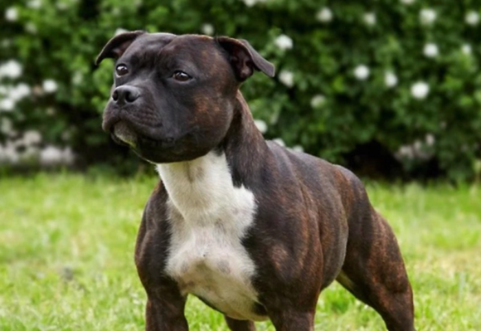 Staffordshire bull terrier