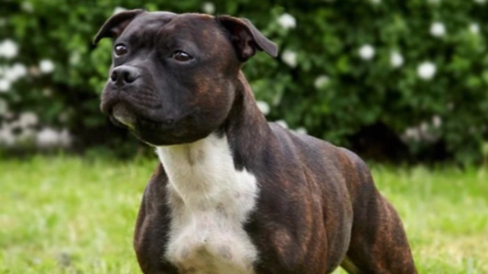 cane pitbull orvieto bambino