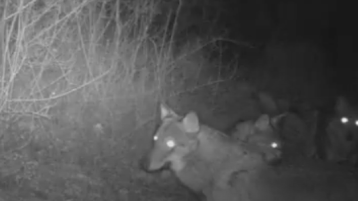Otto lupi a Vitiano Vecchio ad un chilometro dalla strada regionale 71. Video inviato da un cacciatore al Wolf Alert