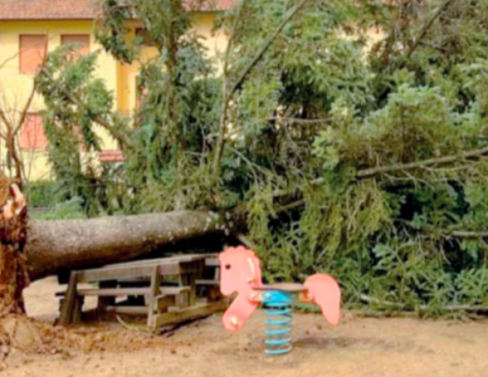 albero caduto