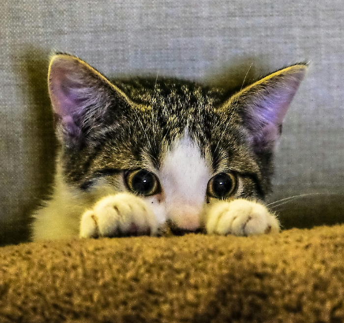 Gatto