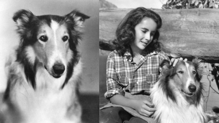 Lassie, la vera storia: il cane Pal che divenne famoso nel mondo. Da animale sbagliato a leggenda immortale di cinema e tv