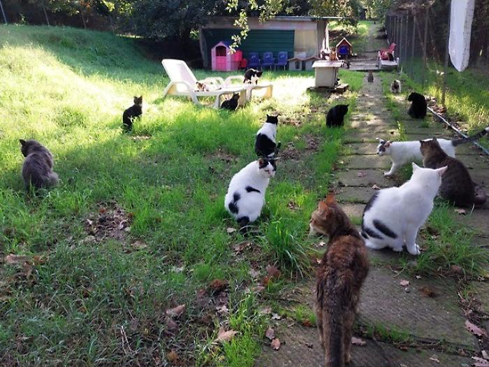 I gatti al rifugio Cinni