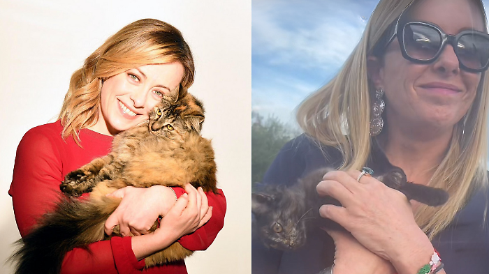 Giorgia Meloni e il suo amore per i suoi gatti Martino e Micia e sui social dopo la scelta del nome scrive: "Grazie a tutti, tranne a quelli che mi hanno proposto di chiamarlo Renzi"