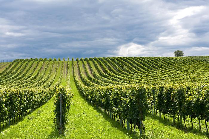 Incontro ad Arezzo sull'agricoltura