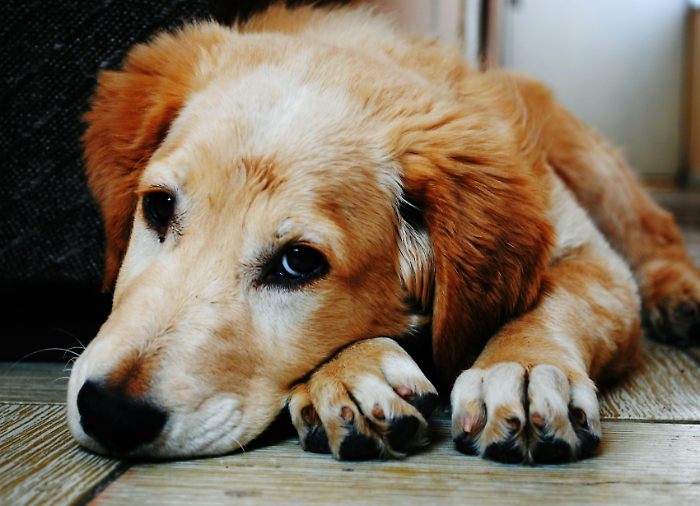 Cane