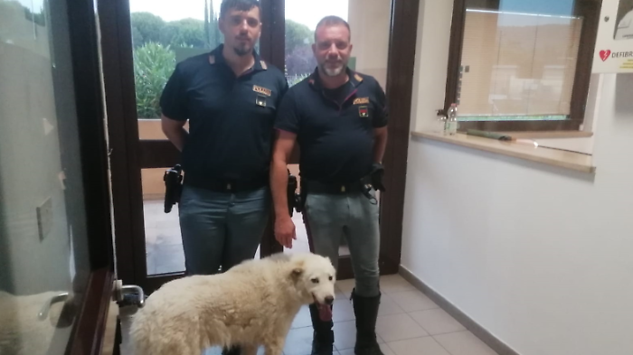 Cane corre di notte lungo l'autostrada: salvato da una pattuglia della polizia stradale