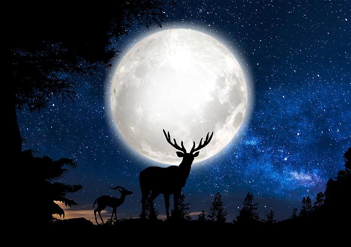 La Luna del Cervo