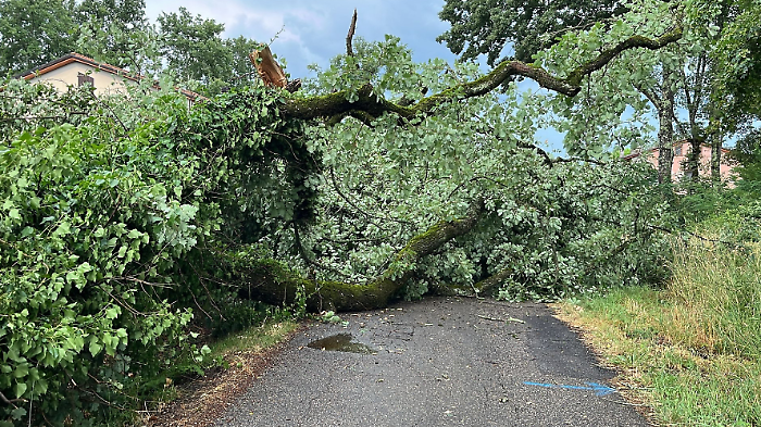 Maltempo, albero si abbatte sulla strada. A Bibbiena caduti 43 millimetri di pioggia in mezz'ora