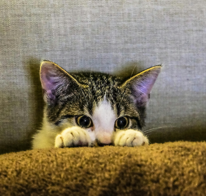 gatto