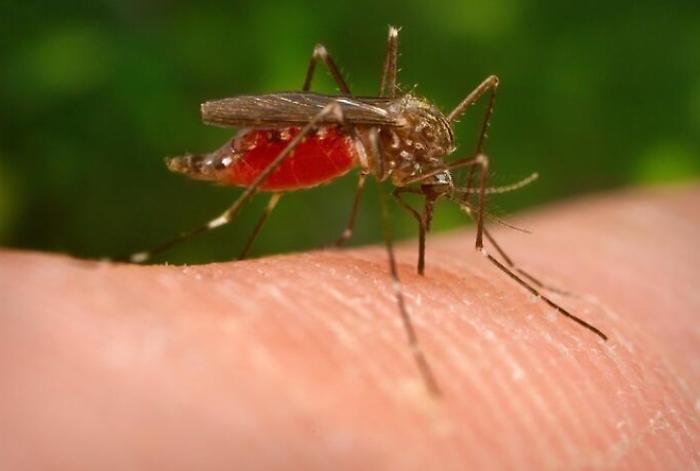 Virus West Nile