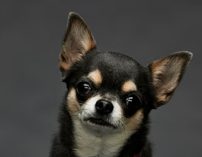 Betty, la storia vera: ecco chi è la cagnolina protagonista di Will Trent. E' lei la vera star della serie. Come si chiama e chi la addestra