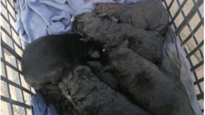 I cuccioli abbandonati